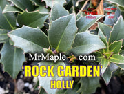 - Ilex x ‘Rock Garden' Dwarf Holly - Mr Maple │ Buy Japanese Maple Trees