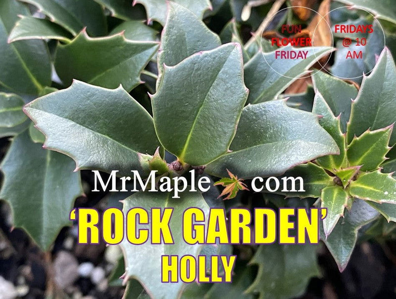 - Ilex x ‘Rock Garden' Dwarf Holly - Mr Maple │ Buy Japanese Maple Trees