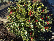 - Ilex x ‘Rock Garden' Dwarf Holly - Mr Maple │ Buy Japanese Maple Trees