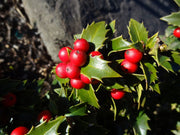 - Ilex x ‘Rock Garden' Dwarf Holly - Mr Maple │ Buy Japanese Maple Trees