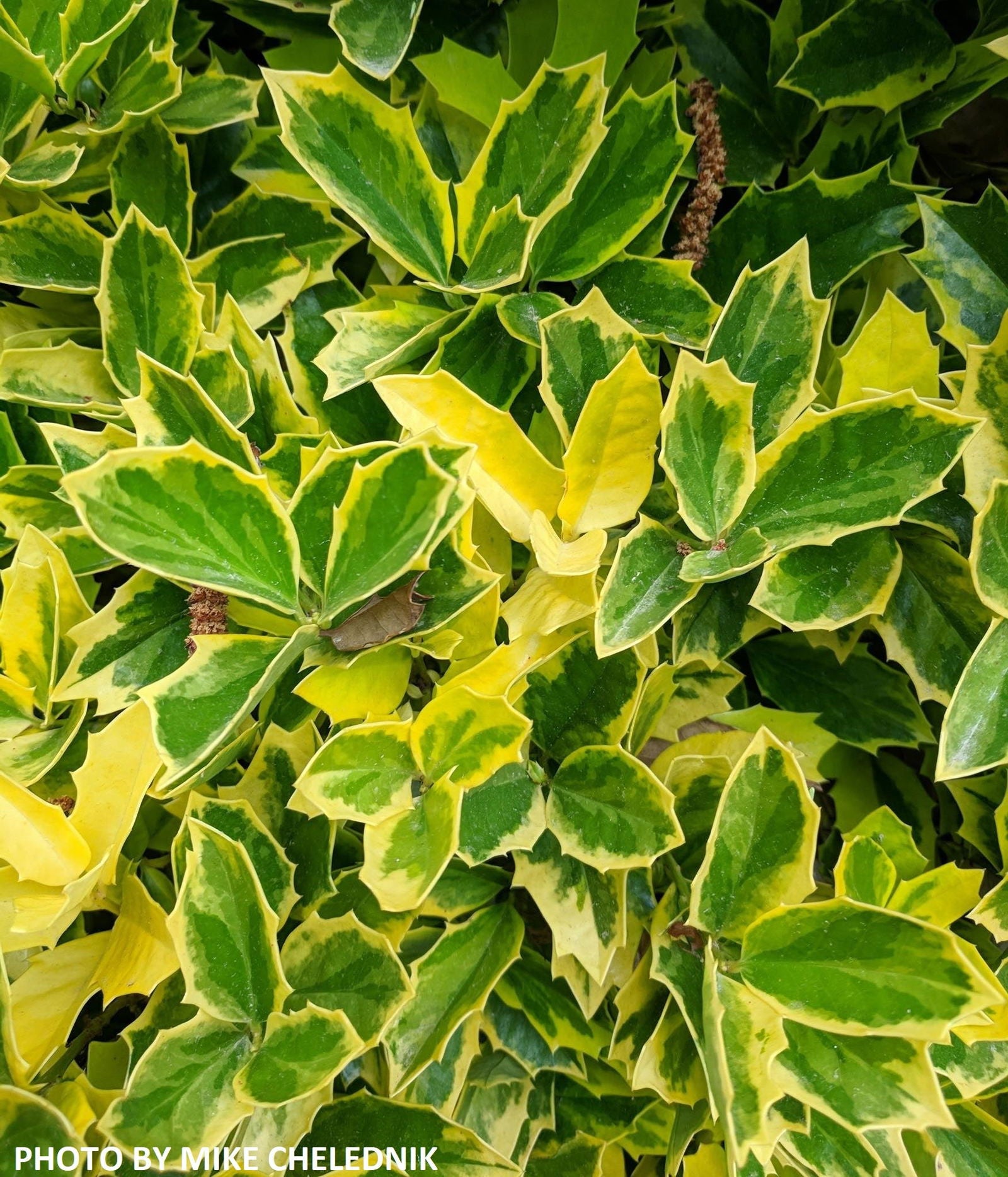 Buy Ilex x 'Solar Flare' Variegated Oakleaf Holly — Mr Maple