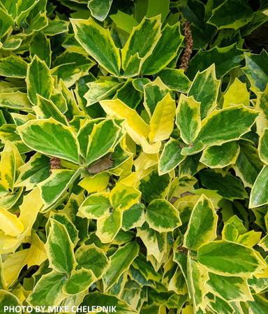 - Ilex x 'Solar Flare' Variegated Oakleaf Holly - Mr Maple │ Buy Japanese Maple Trees