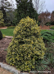 - Ilex x 'Solar Flare' Variegated Oakleaf Holly - Mr Maple │ Buy Japanese Maple Trees