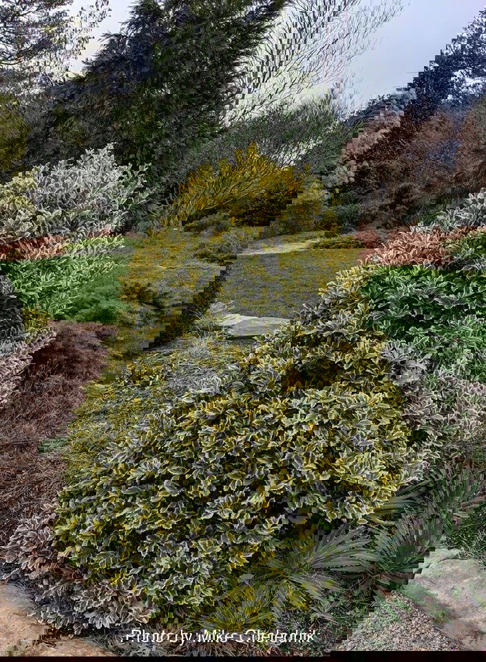 - Ilex x 'Solar Flare' Variegated Oakleaf Holly - Mr Maple │ Buy Japanese Maple Trees