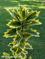 - Ilex x 'Solar Flare' Variegated Oakleaf Holly - Mr Maple │ Buy Japanese Maple Trees