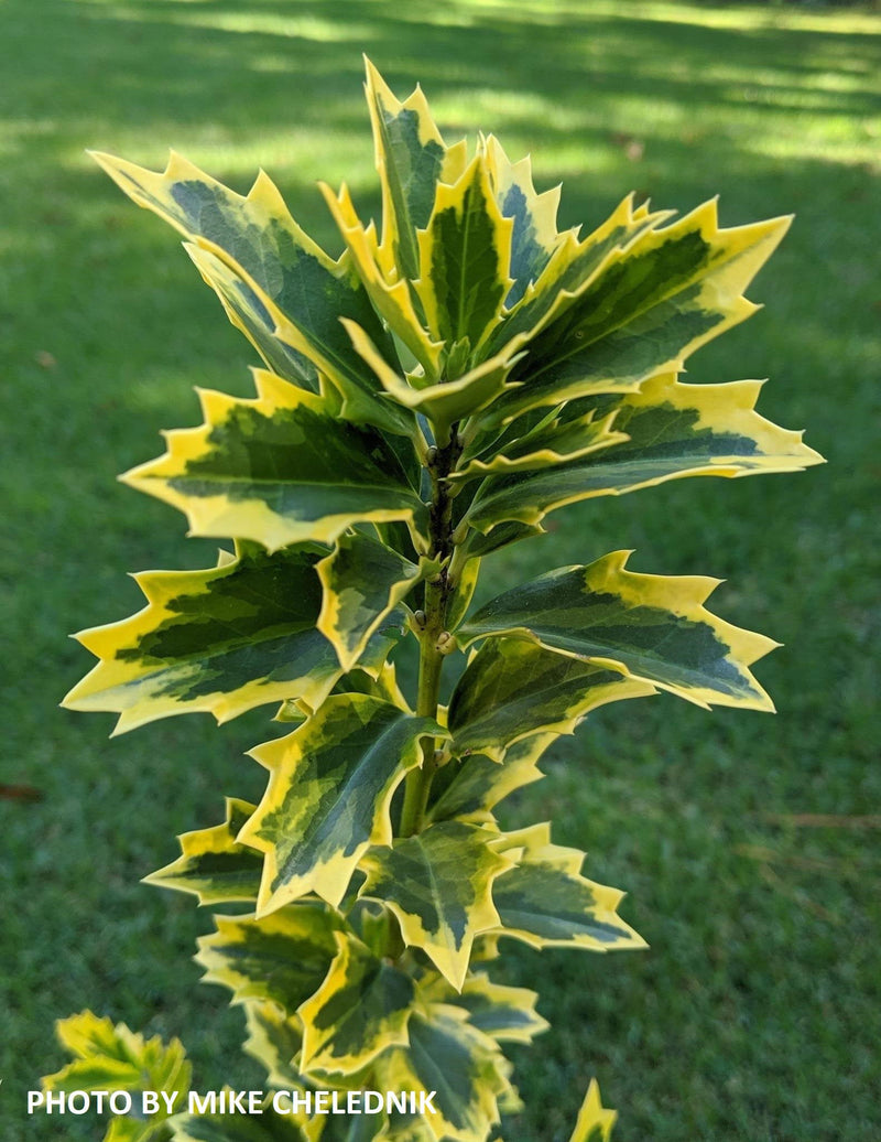 - Ilex x 'Solar Flare' Variegated Oakleaf Holly - Mr Maple │ Buy Japanese Maple Trees