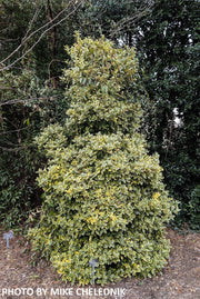 - Ilex x 'Solar Flare' Variegated Oakleaf Holly - Mr Maple │ Buy Japanese Maple Trees