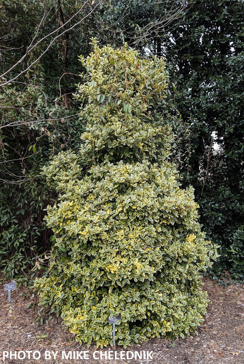 - Ilex x 'Solar Flare' Variegated Oakleaf Holly - Mr Maple │ Buy Japanese Maple Trees