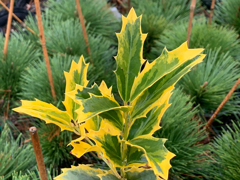 - Ilex x 'Solar Flare' Variegated Oakleaf Holly - Mr Maple │ Buy Japanese Maple Trees