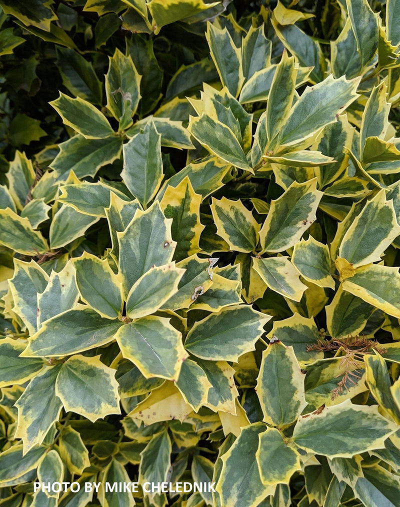 - Ilex x 'Solar Flare' Variegated Oakleaf Holly - Mr Maple │ Buy Japanese Maple Trees