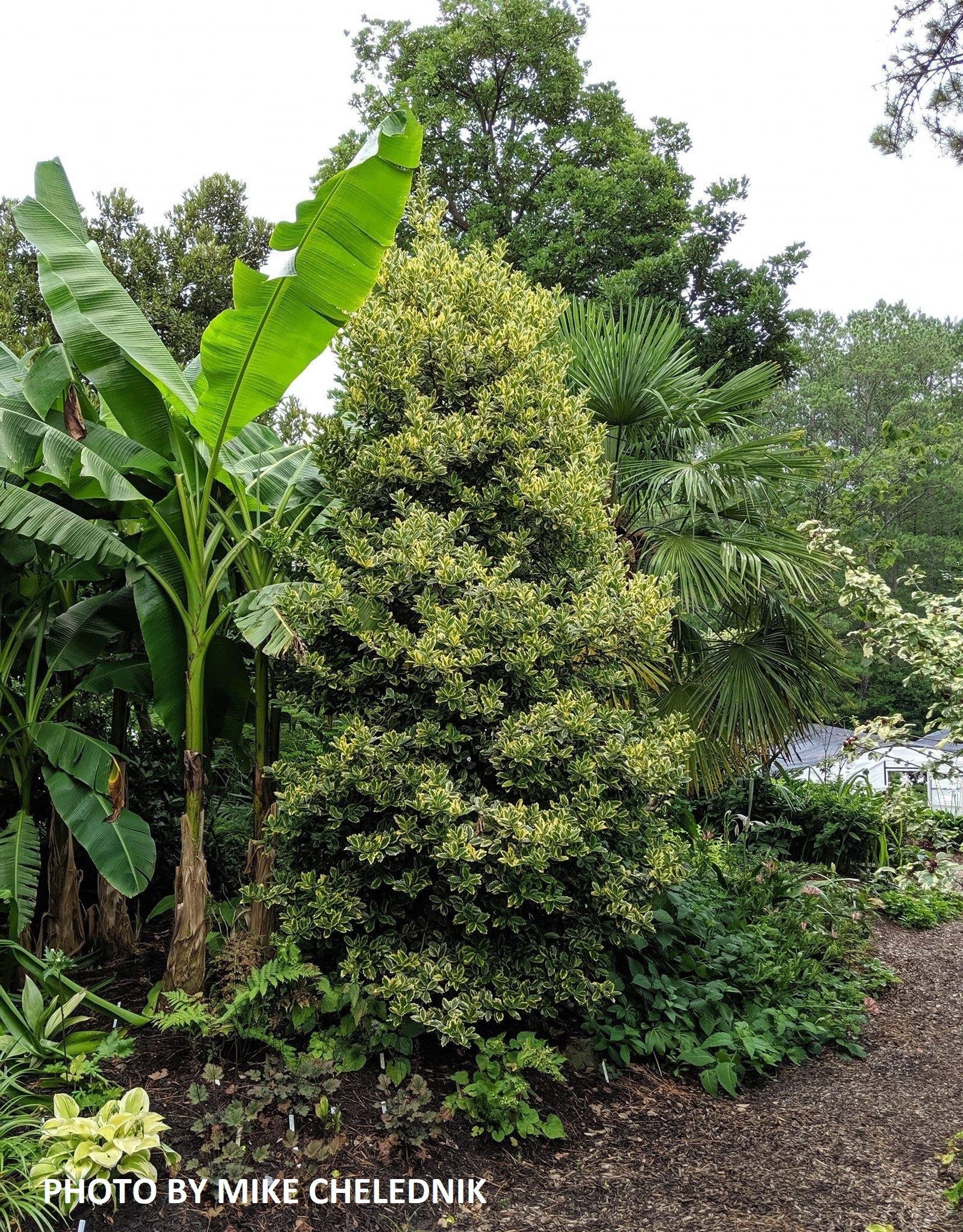 Buy Ilex x 'Solar Flare' Variegated Oakleaf Holly — Mr Maple