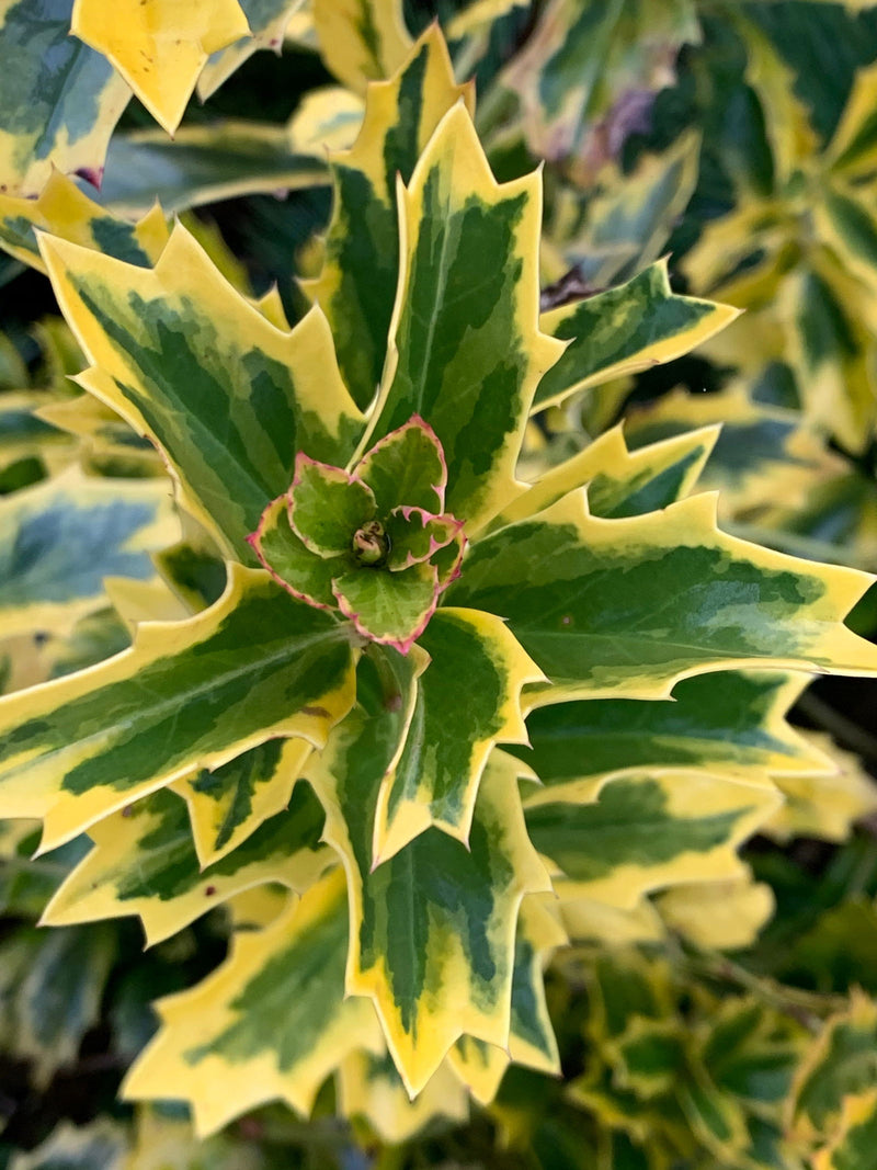 - Ilex x 'Solar Flare' Variegated Oakleaf Holly - Mr Maple │ Buy Japanese Maple Trees