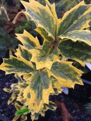 - Ilex x 'Solar Flare' Variegated Oakleaf Holly - Mr Maple │ Buy Japanese Maple Trees