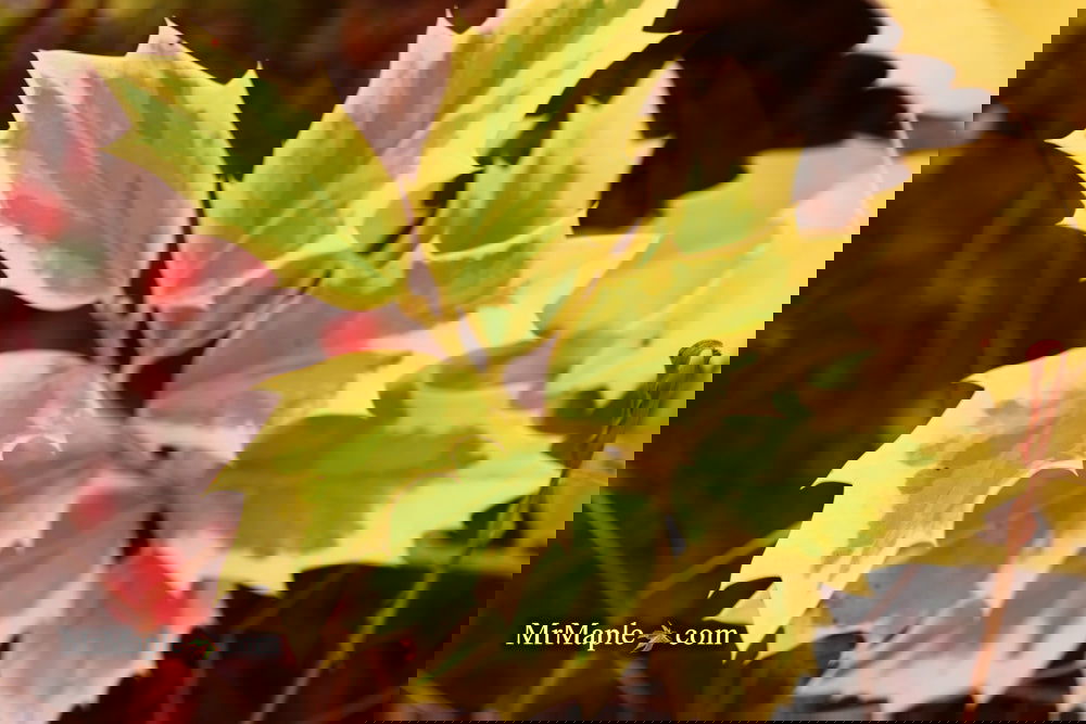 Buy Ilex x 'Solar Flare' Variegated Oakleaf Holly — Mr Maple