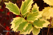 - Ilex x 'Solar Flare' Variegated Oakleaf Holly - Mr Maple │ Buy Japanese Maple Trees