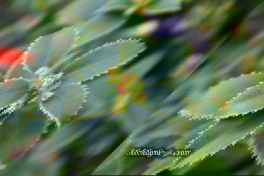 holly様 B2.5 Buy Ilex x latifolia 'Miss Patricia' Dwarf Holly — Mr Maple │ Buy