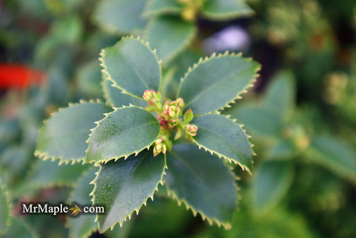 '- Ilex x latifolia ‘Miss Patricia' Dwarf Holly - Mr Maple │ Buy Japanese Maple Trees