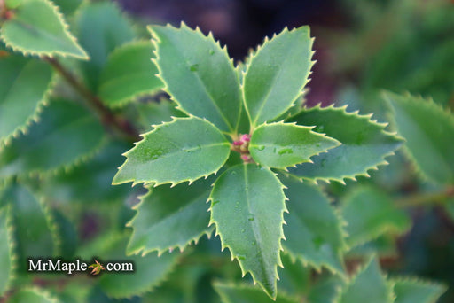 '- Ilex x latifolia ‘Miss Patricia' Dwarf Holly - Mr Maple │ Buy Japanese Maple Trees