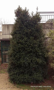 - Ilex x latifolia ‘Miss Patricia' Dwarf Holly - Mr Maple │ Buy Japanese Maple Trees