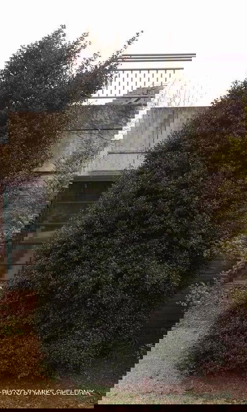 - Ilex x latifolia ‘Miss Patricia' Dwarf Holly - Mr Maple │ Buy Japanese Maple Trees