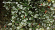 - Ilex x latifolia ‘Miss Patricia' Dwarf Holly - Mr Maple │ Buy Japanese Maple Trees