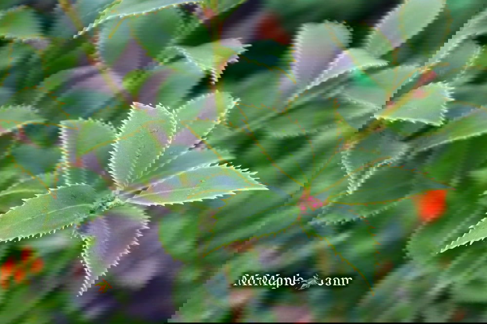 Buy Ilex x latifolia 'Miss Patricia' Dwarf Holly — Mr Maple │ Buy