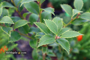 - Ilex x latifolia ‘Miss Patricia' Dwarf Holly - Mr Maple │ Buy Japanese Maple Trees