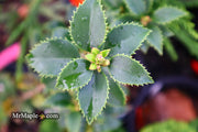 - Ilex x latifolia ‘Miss Patricia' Dwarf Holly - Mr Maple │ Buy Japanese Maple Trees