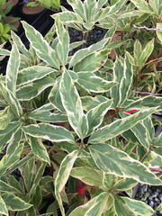 - Illicium floridanum 'Southern Star' Variegated Florida Anise - Mr Maple │ Buy Japanese Maple Trees