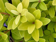 - Illicium parviflora 'Florida Sunshine' Golden Anise Shrub by - Mr Maple │ Buy Japanese Maple Trees