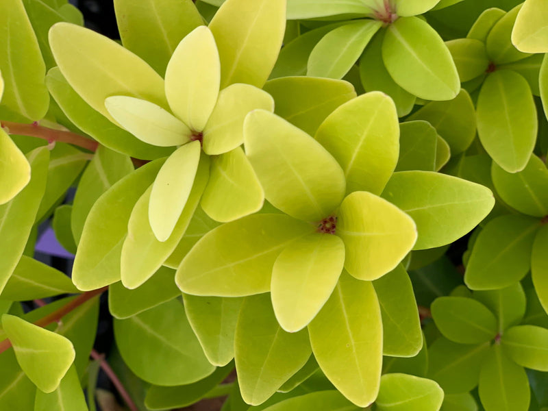 - Illicium parviflora 'Florida Sunshine' Golden Anise Shrub by - Mr Maple │ Buy Japanese Maple Trees