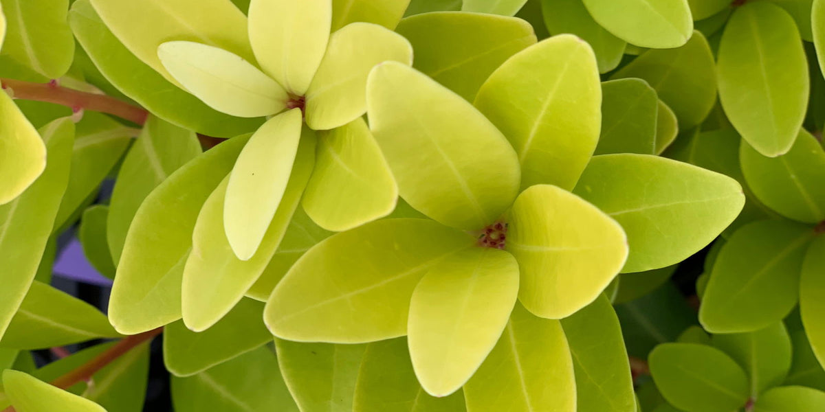 16　Sunshine leaves Buy Illicium parviflora 'Florida Sunshine' Golden Anise Shrub — Mr