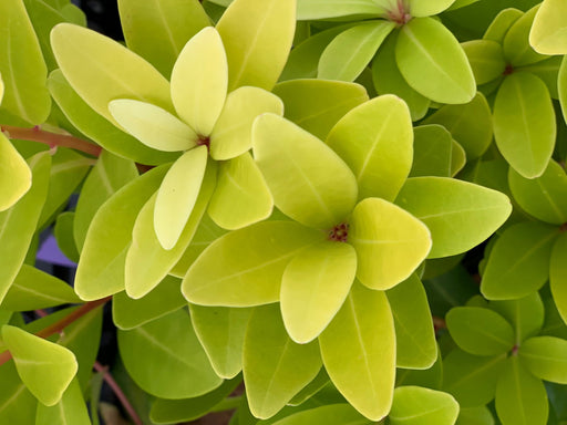 - Illicium parviflora 'Florida Sunshine' Golden Anise Shrub by - Mr Maple │ Buy Japanese Maple Trees