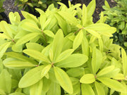 - Illicium parviflora 'Florida Sunshine' Golden Anise Shrub by - Mr Maple │ Buy Japanese Maple Trees