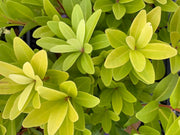 - Illicium parviflora 'Florida Sunshine' Golden Anise Shrub by - Mr Maple │ Buy Japanese Maple Trees