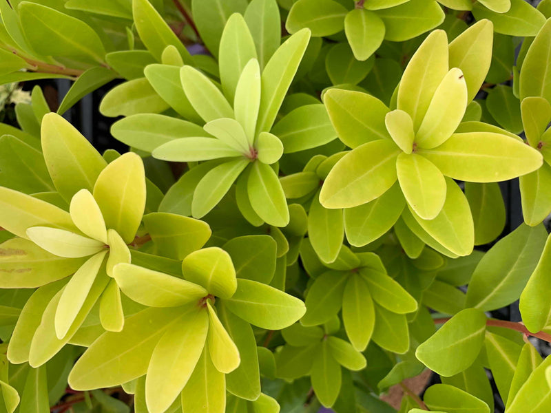 - Illicium parviflora 'Florida Sunshine' Golden Anise Shrub by - Mr Maple │ Buy Japanese Maple Trees