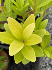 - Illicium parviflora 'Florida Sunshine' Golden Anise Shrub by - Mr Maple │ Buy Japanese Maple Trees