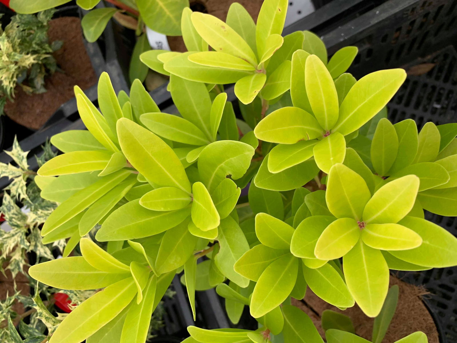 Buy Illicium parviflora 'Florida Sunshine' Golden Anise Shrub — Mr