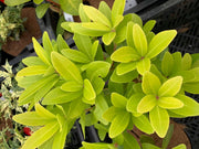 - Illicium parviflora 'Florida Sunshine' Golden Anise Shrub by - Mr Maple │ Buy Japanese Maple Trees