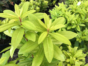 - Illicium parviflora 'Florida Sunshine' Golden Anise Shrub by - Mr Maple │ Buy Japanese Maple Trees