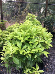 - Illicium parviflora 'Florida Sunshine' Golden Anise Shrub by - Mr Maple │ Buy Japanese Maple Trees