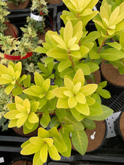 - Illicium parviflora 'Florida Sunshine' Golden Anise Shrub by - Mr Maple │ Buy Japanese Maple Trees