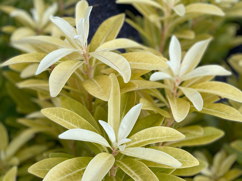 - Illicium parviflora 'Florida Sunshine' Golden Anise Shrub by - Mr Maple │ Buy Japanese Maple Trees