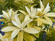 - Illicium parviflora 'Florida Sunshine' Golden Anise Shrub by - Mr Maple │ Buy Japanese Maple Trees