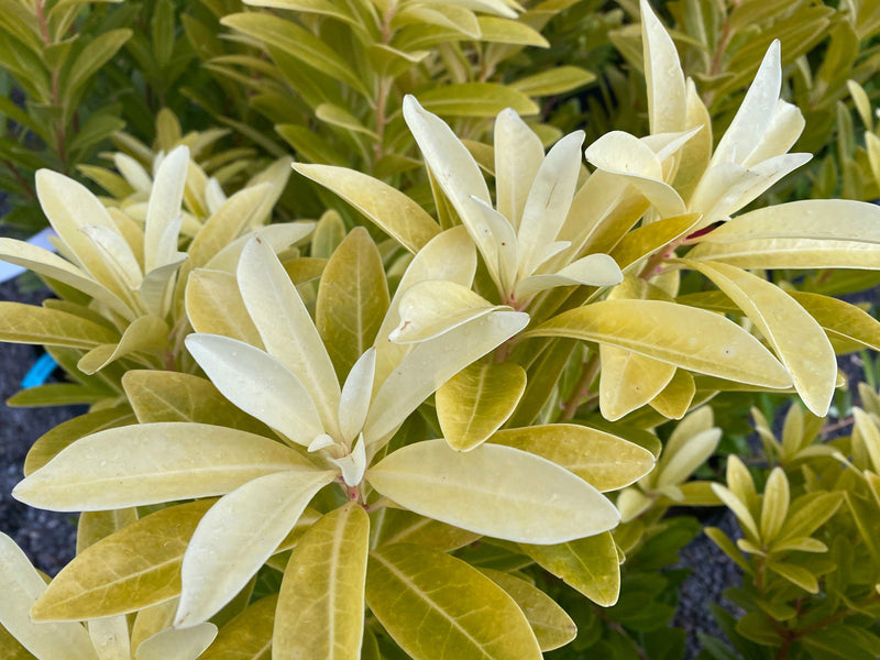 - Illicium parviflora 'Florida Sunshine' Golden Anise Shrub by - Mr Maple │ Buy Japanese Maple Trees