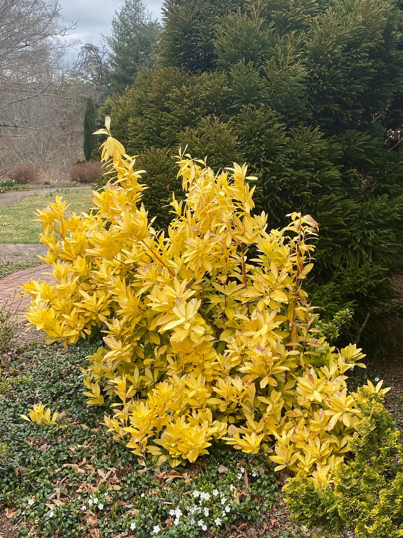 - Illicium parviflora 'Florida Sunshine' Golden Anise Shrub by - Mr Maple │ Buy Japanese Maple Trees