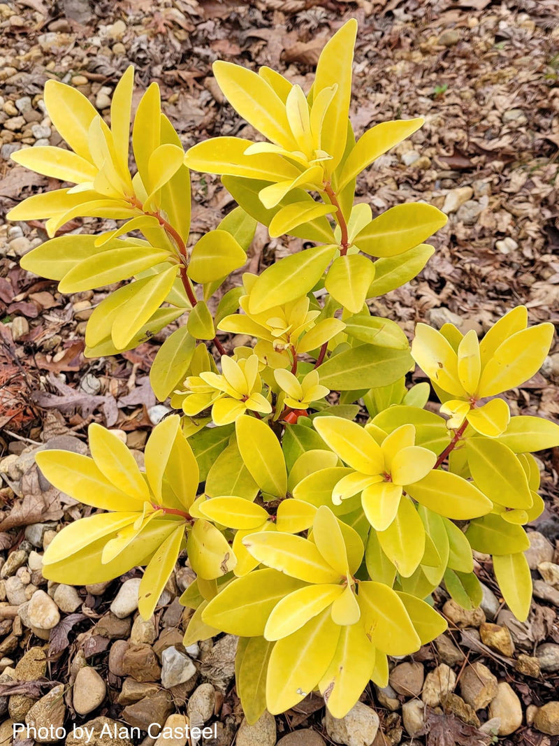 - Illicium parviflora 'Florida Sunshine' Golden Anise Shrub by - Mr Maple │ Buy Japanese Maple Trees