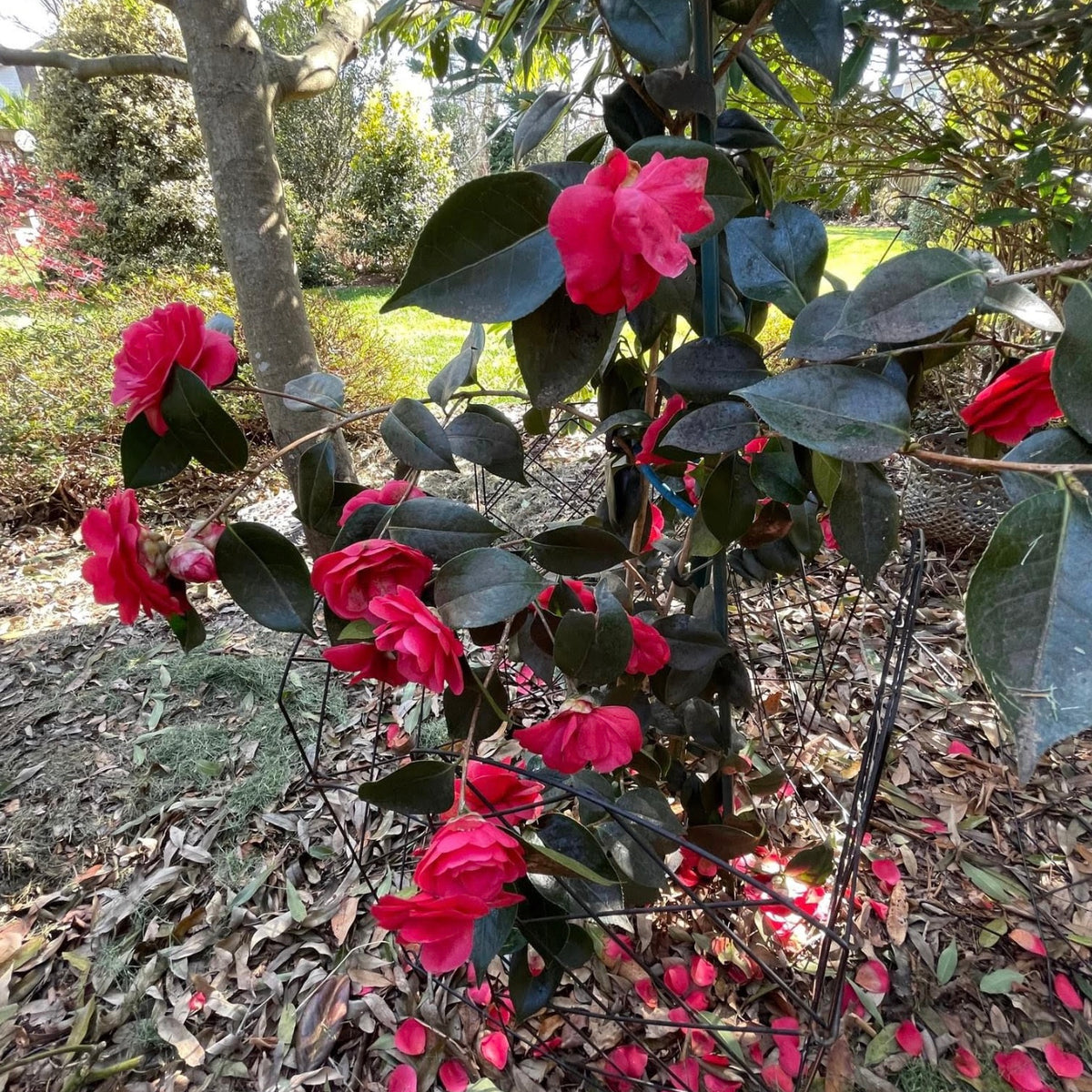 Buy Camellia japonica 'Artic Rose' Pink Flowering Camellia — Mr Maple │ Buy  Japanese Maple Trees