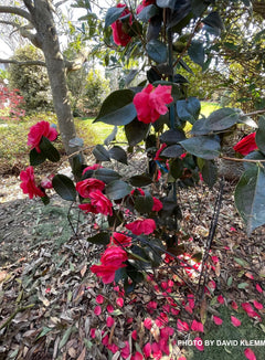 Buy Camellia japonica 'Artic Rose' Pink Flowering Camellia — Mr Maple │ Buy  Japanese Maple Trees