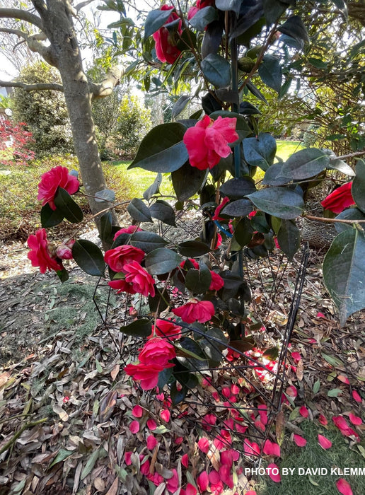 Camellia japonica 'Arctic Rose' Pink Flowering Camellia